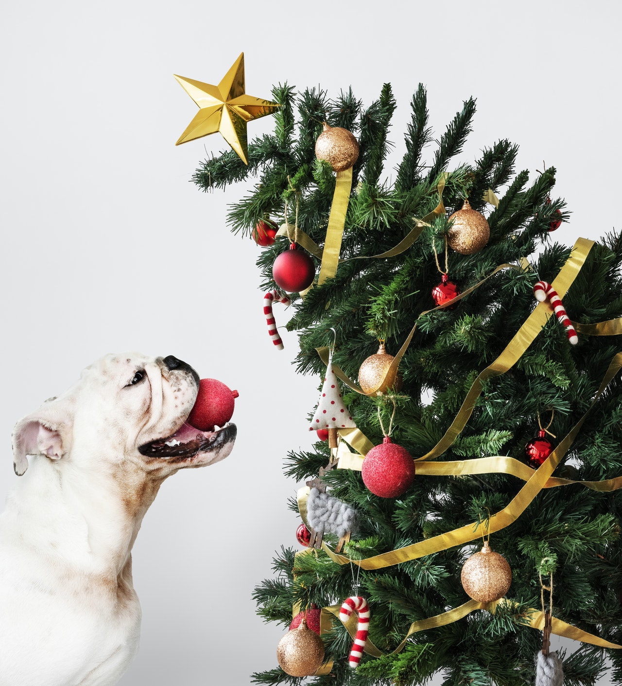 KNUT - Darf ich meinen Weihnachtsbaum auch über den Balkon entsorgen - so wie die Schweden es tun ?